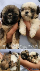 CACHORROS SHIH TZU MACHOS