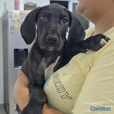 animales y mascotas - GRAN DANES CACHORROS DISPONIBLES 4