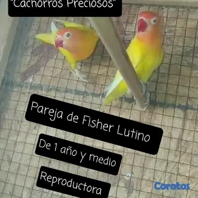 animales y mascotas - Aves Exóticas de todas las razas y Mutaciones.... 2