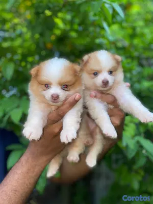 animales y mascotas - Pomerania 4