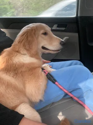 cuidado y nutricion - Golden Retriever 7 meses 2