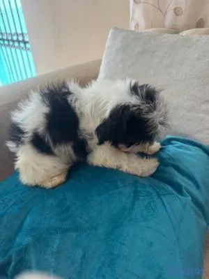 animales y mascotas - vendo cachorros shit tzu raza pura  6