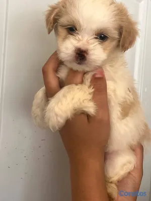 animales y mascotas - OFERTA CACHORRO SHIPOO AMBOS SEXO UBICADO EN SANTO 2