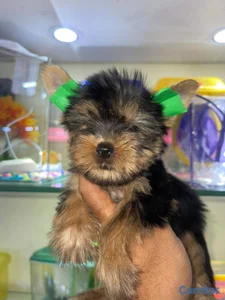 OFERTA CACHORRO YORKIE AMBOS SEXO UBICADO EN SANTO