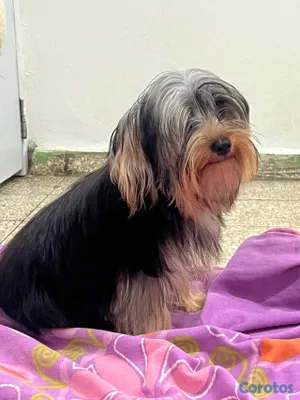 animales y mascotas - Yorkie 2