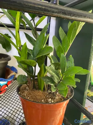 cursos y clases - Aprende a cuidar tus plantitas 5