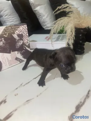 animales y mascotas - OFERTA CACHORRO BULLDOG FRANCES MACHO EN UBICADO E 3