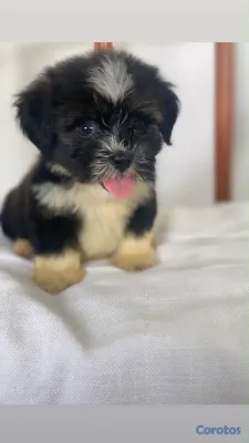 animales y mascotas - OFERTA CACHORRO SHIPOO AMBOS SEXO UBICADO EN HIGUEY Y TIENE SU VACUNAS AL DIA
 4