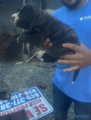 animales y mascotas - ESPECIAL DE CACHORRO FILA HEMBRA UBICADO EN SANTO  2