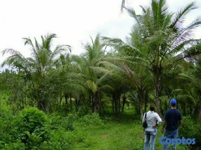  FINCA COQUERA Y OTROS FRUTALES EN LA CIRCUNVALACION SANTO DOMINGO NORTE