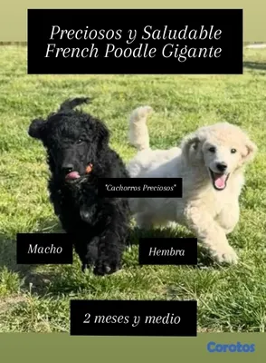 animales y mascotas - French Poodle Gigante y Goldendoodle de oportunidad!!! 3