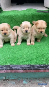 hermosos cachorritos de chow chow 