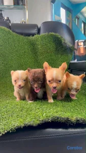 hermosos cachorritos chihuahua mini