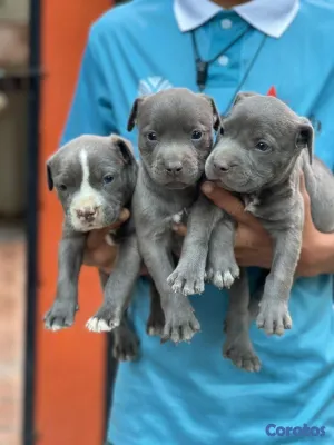 animales y mascotas - pitbull 2
