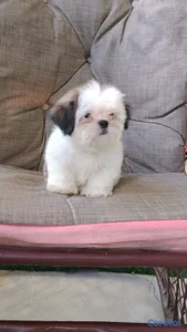 OFERTA CACHORRO SHIH TZU MACHO UBICADO EN SANTO DO