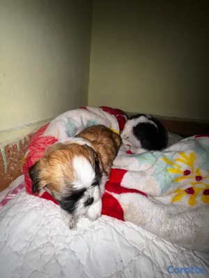 animales y mascotas - Maltix En venta (cruza entre un Shih Tzu y un Bich 4