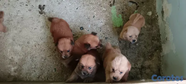 animales y mascotas - ventas de cachorros chow chow disponibles  4