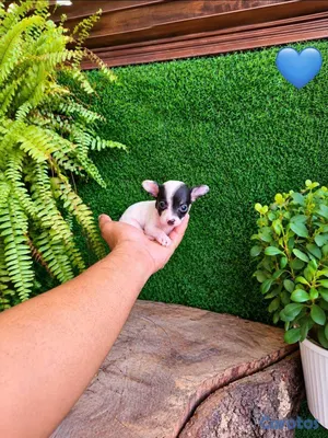animales y mascotas - ESPECIAL CACHORRO CHIHUAHAUA HEMBRA Y MACHO EN UBI 2