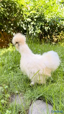 animales y mascotas - Sedosas Línea Americana Disponibles  19