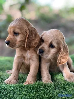 animales y mascotas - hermosos cachorritos cocker spaniel 3