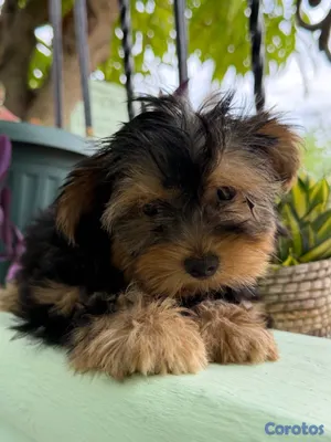animales y mascotas - Perros Yorkshire  3