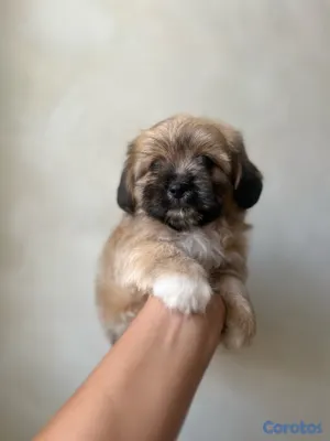 animales y mascotas - maltipoo macho 3