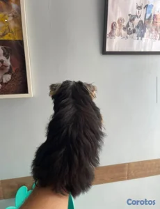 Yorkie hermbra