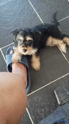 animales y mascotas - Cachorro Schnauzer Mini (HEMBRA) 2