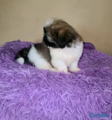 animales y mascotas - hermosos cachorritos shitzu ambos sexo  2