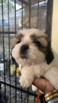 animales y mascotas - perrito shizut vacunado de tan solo un mes y una semana  6