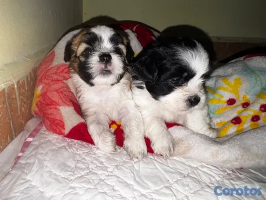 animales y mascotas - Maltix En venta (cruza entre un Shih Tzu y un Bich 3