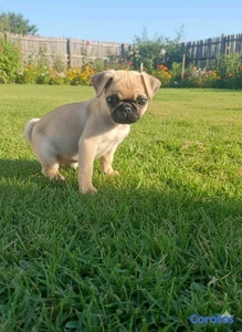 hermosos cachorritos de pug 