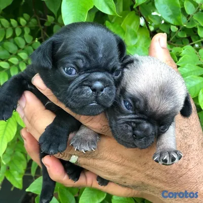 animales y mascotas - Cachorros Pugs 3