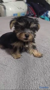 Especial de cachorro yorkie hembra en santo doming