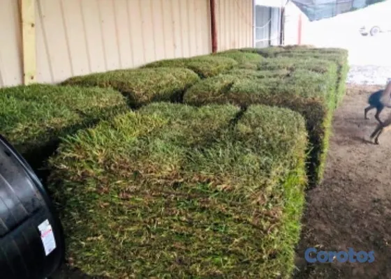 herramientas, jardines y exterior - Vendo todos tipos de paletas de zacate.

San Agustín 
Bermuda.
Zoysia.
 6