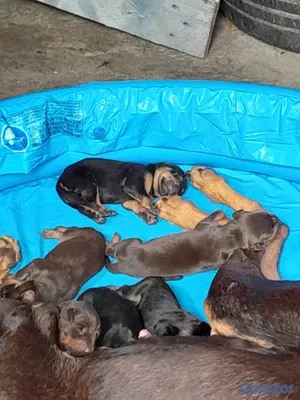 animales y mascotas - Cachorro dogverman puros sino te interesa Nome hag 6