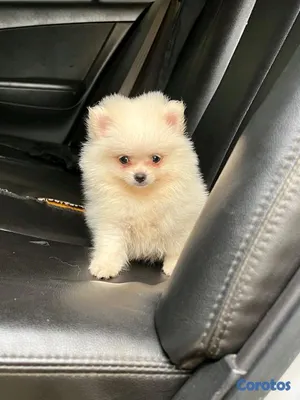 animales y mascotas - hermosos cachorritos pomerania mini 2