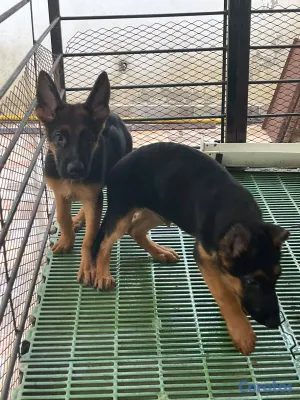 animales y mascotas - OFERTA CACHORRO PASTOR ALEMÁN CON PEDIGRI UBICADO  2