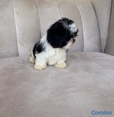 animales y mascotas - OFERTA CACHORRO SHIH TZU HEMBRA UBICADO EN SANTO D 3