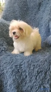 OFERTA CACHORRO MALTES MACHO PEQUEÑO EN UBICADO EN