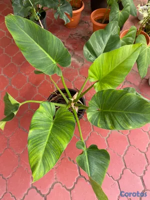 cursos y clases - Aprende a cuidar tus plantitas 4