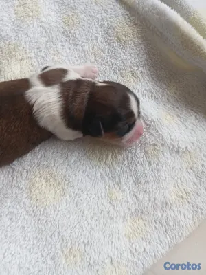 animales y mascotas - HERMOSO SHIPOO MACHO PARA APARTAR  4