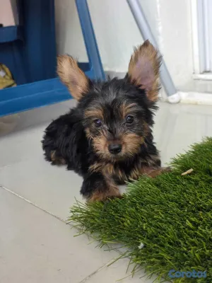 animales y mascotas - Yorkies (Yorkshire Terrier) 11