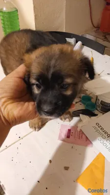 animales y mascotas - poodle bonita 7k juguetona 2