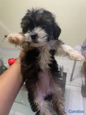 animales y mascotas - Hermosas Cachorras Shipoo, ( HEMBRAS ) madre Shitzoo Padre Shipoo DISPONIBLES, 7
