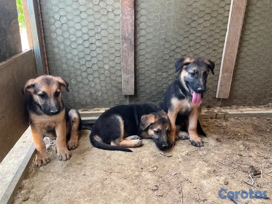 animales y mascotas - CACHORRAS PASTOR ALEMÁN – 2 MESES | VACUNADAS Y DESPARASITADAS 6
