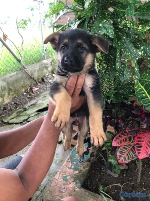 animales y mascotas - OFERTA CACHORRO PARTOR ALEMÁN  MACHO UBICADO EN LA VEGA Y TIENE  2