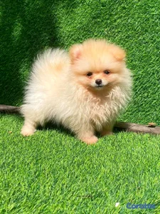 hermosos Cachorros pomerania 