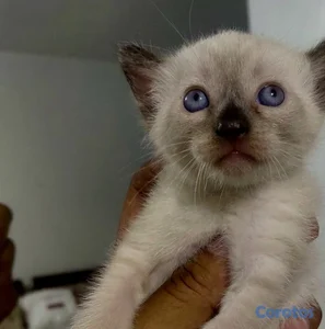 Gato siames 18 mil c/u 
