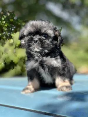 animales y mascotas - Especial de cachorro shipoo pequeñita hembra en sa 6